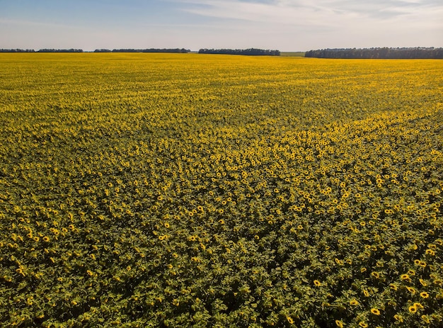 Veld met zonnebloemen Luchtfoto van landbouwvelden met bloeiend oliezaad