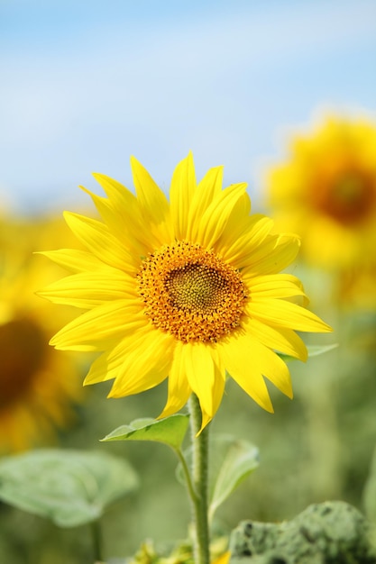 Veld met zonnebloemen op zonnige zomerdag Bloem close-up op de voorgrond
