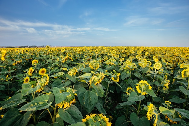 Veld met zonnebloemen