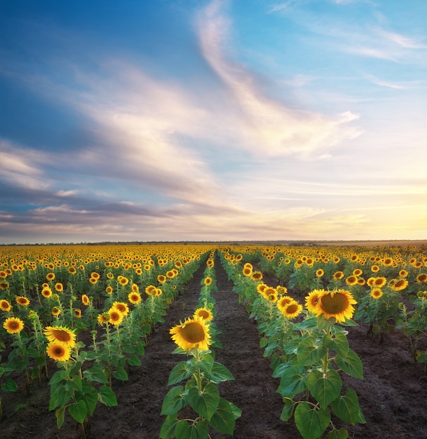 Veld met zonnebloemen.