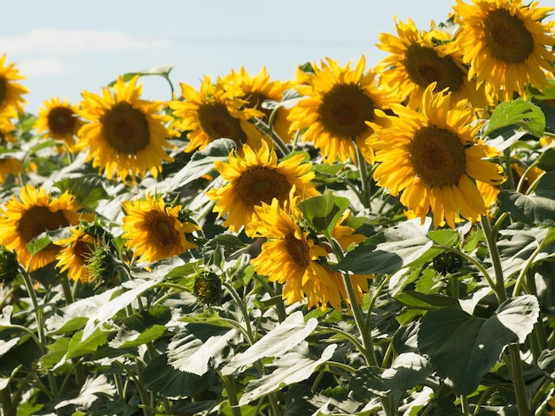 Veld met zonnebloemen