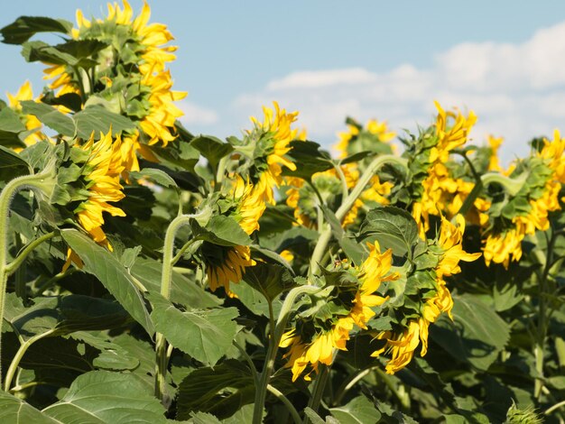 Veld met zonnebloemen