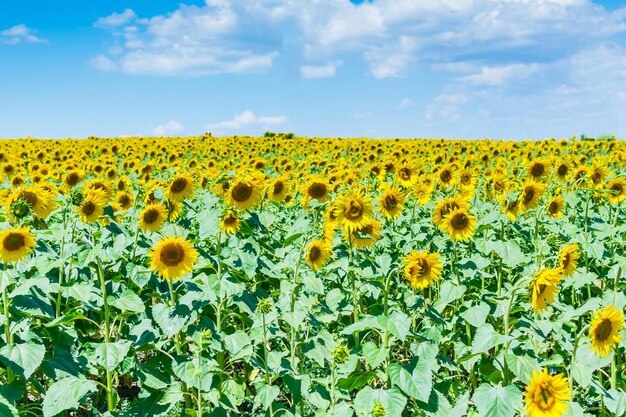 Veld met zonnebloemen