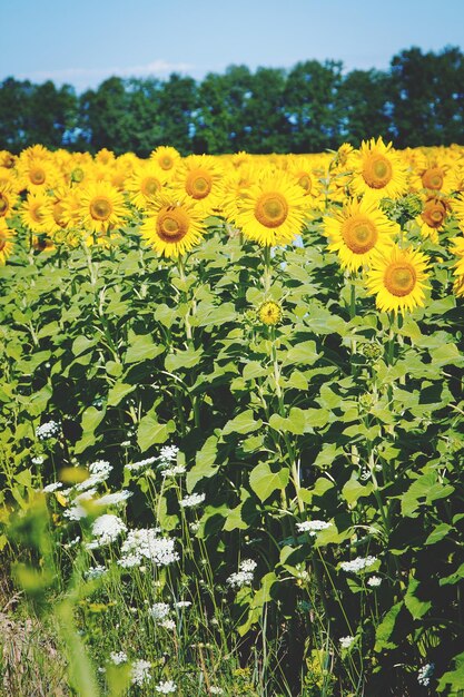 Foto veld met zonnebloemen