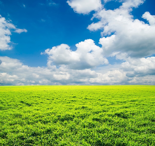 Veld op bewolkte dag