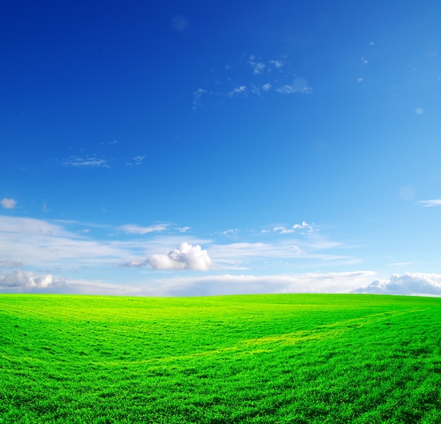 Veld op een achtergrond van de blauwe lucht