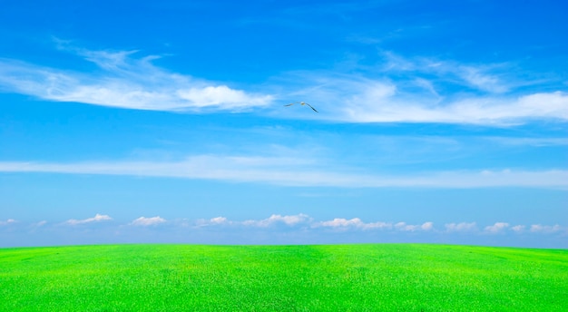 Veld op een achtergrond van de blauwe lucht