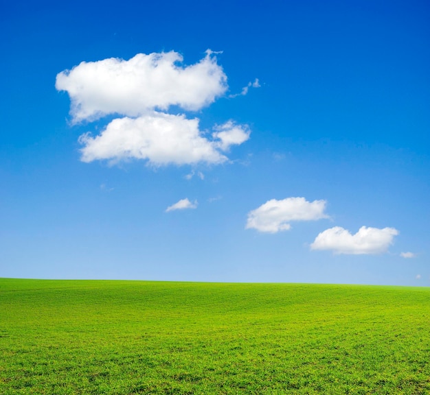 Veld op een achtergrond van de blauwe lucht