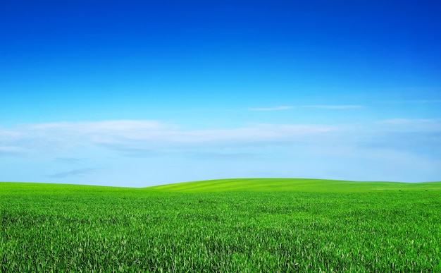 Veld op een achtergrond van de blauwe lucht