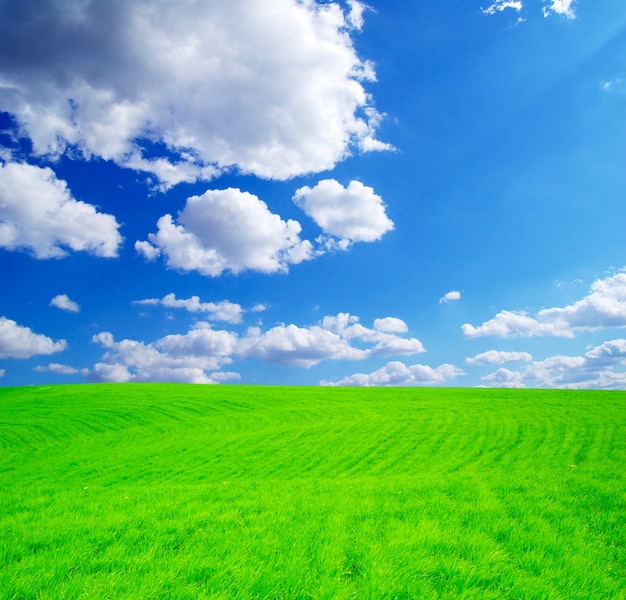 Veld op een achtergrond van de blauwe lucht