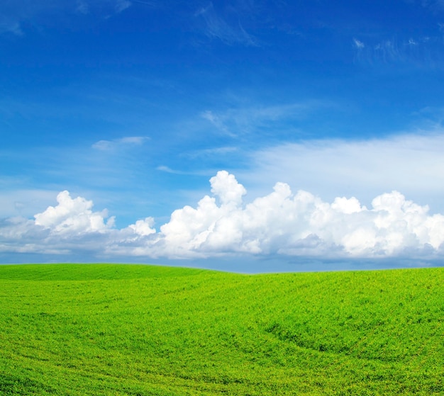 Veld op een oppervlak van de blauwe lucht