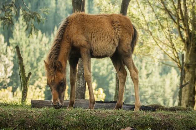 veld paard