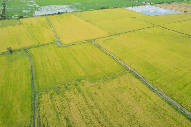 Veld rijst met landschap groen patroon natuur achtergrond