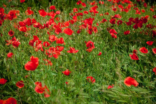 Veld rode klaproos