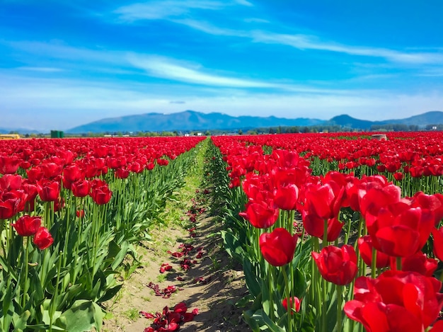 veld rode tulpen in de bergen