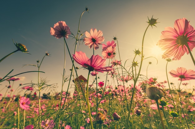 Foto veld roze kosmos bloem en zonlicht met vintage getinte.