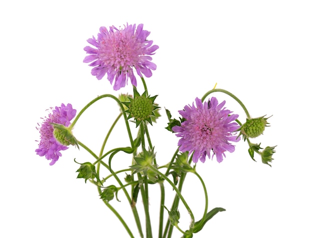 Veld Scabious Flower geïsoleerd op witte achtergrond Knautia arvensis Mooi bloeiend boeket