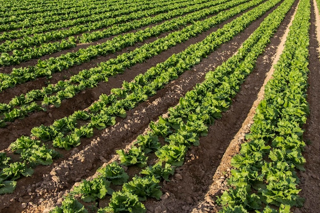 Veld sla slateelt groene bladeren