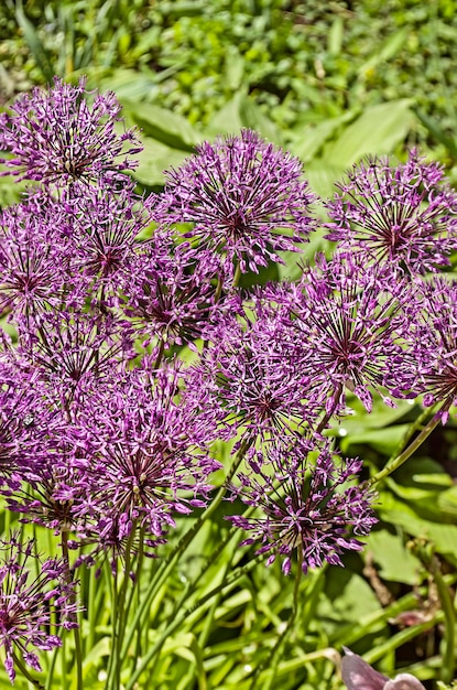 Foto veld van allium