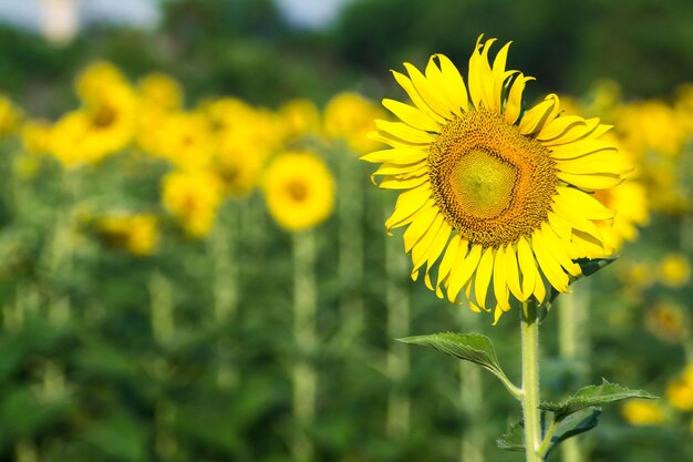 Veld van bloeiend landschap van Sunflower Farm