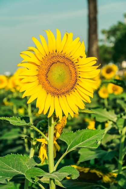 Veld van bloeiend landschap van Sunflower Farm