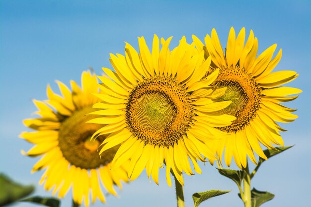 Veld van bloeiend landschap van Sunflower Farm