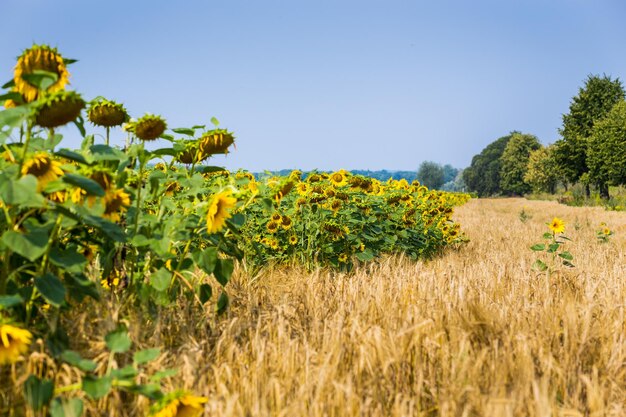 Veld van bloeiende gele zonnebloemen op een achtergrondzonsondergang als oogstconcept