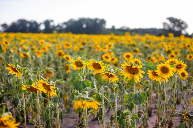 Veld van bloeiende zonnebloemen in de zomer in Tsjechië