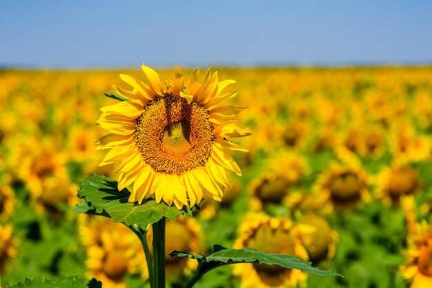 Veld van de bloeiende zonnebloemen in de zomer Landelijk landschap