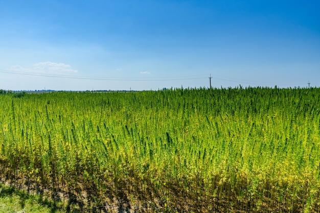 Veld van de medicinale cannabisplant in de zomer