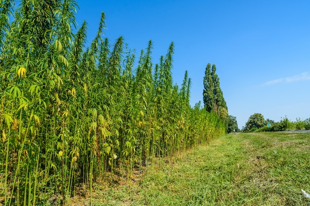 Veld van de medicinale cannabisplant in de zomer