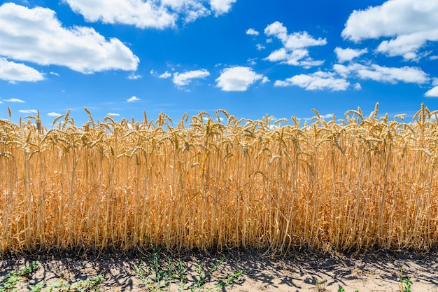 Veld van de rijpe gele tarwe onder de blauwe lucht en de wolken