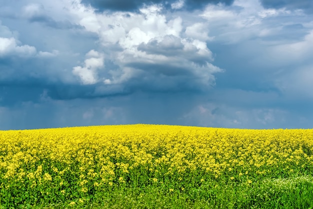 Veld van geel koolzaad tegen en blauwe lucht