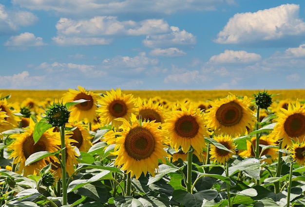 Veld van gele zonnebloemen die groeien onder blauwe bewolkte hemel, hoge hoekmening