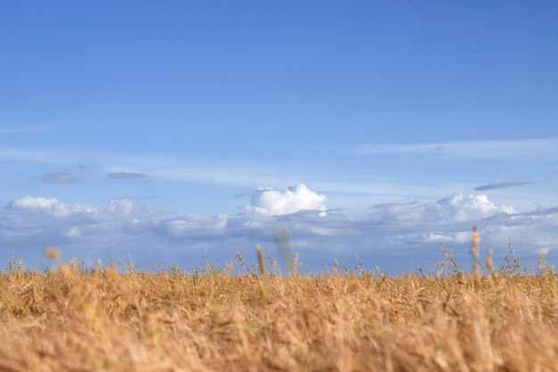 Foto veld van gouden tarwe met een blauwe hemel en wolken op de achtergrond in het zomerlandschap
