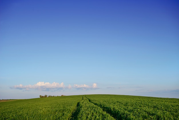 Veld van groen gras