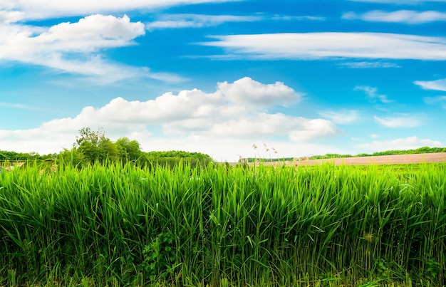 Veld van groen riet