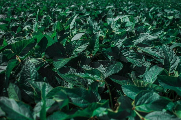 Veld van groene erwten Groene bladeren close-up