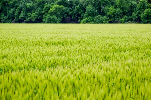 veld van groene onrijpe gerst Aartjes van gerst Het veld is gerst Landelijk landschap