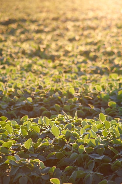 Veld van groene sojabonen met onscherpe achtergrond en felle avondzon Landbouw oogstconcept Selectieve focus