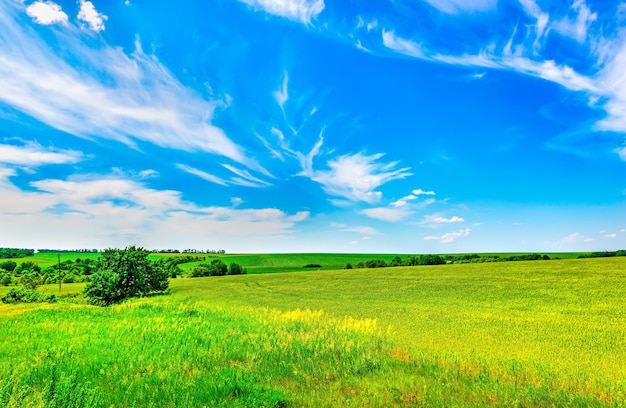 Veld van helder fris groen gras en blauwe lucht