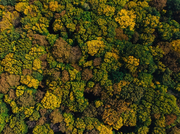 Veld van het de hommelplatteland van de herfst het lucht en bos