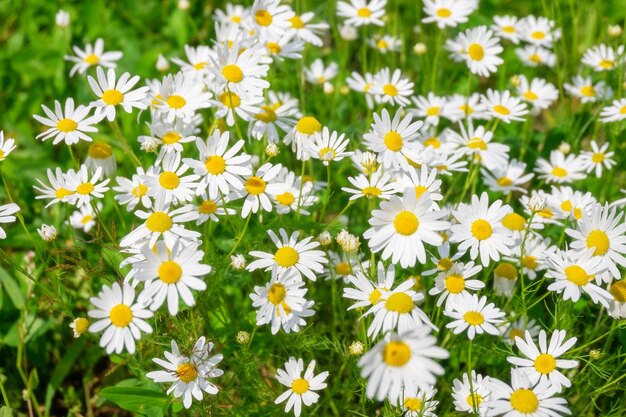 Foto veld van madeliefjes bovenaanzicht bloeien in zonlicht achtergrond textuur natuurlijke achtergrond van veel bloemen kamille in weide in gras close-up selectieve aandacht