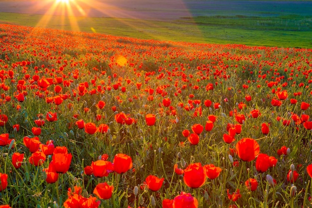 Veld van Maïs Poppy Bloemen Papaver rhoeas in het voorjaar