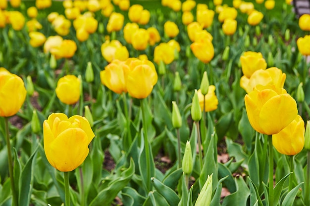 Veld van prachtige gele lente tulpen