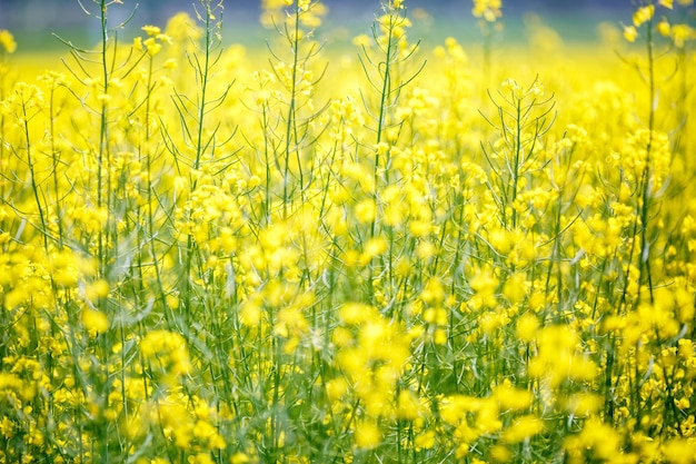 Veld van prachtige lente gouden bloem van koolzaad close-up op onscherpe achtergrond canola koolzaad in Latijns-Brassica napus met landelijke weg en mooie wolk koolzaad is plant voor groene industrie