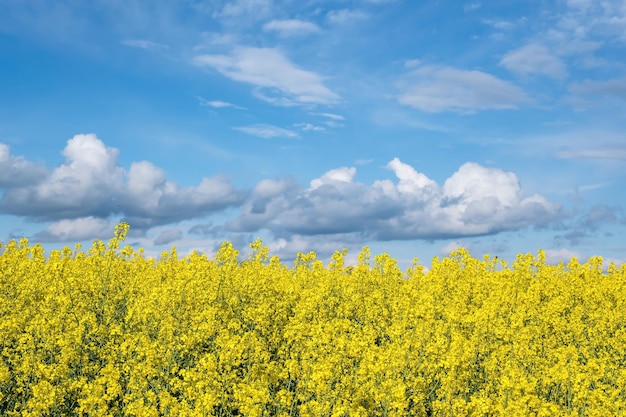 Veld van prachtige lente gouden bloem van koolzaad is plant voor groene industrie