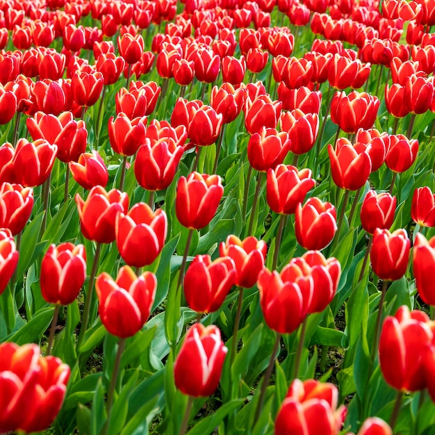 Veld van prachtige rood met wit gestreepte tulpen