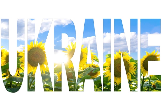Veld van prachtige zonnebloemen in zonnige zomerdag Rijke oogstlandbouwconcept Geel bloeiende weideblauwe lucht als Oekraïense vlagRijpe planten voor olieproductieweilandennatuur landelijk landschap