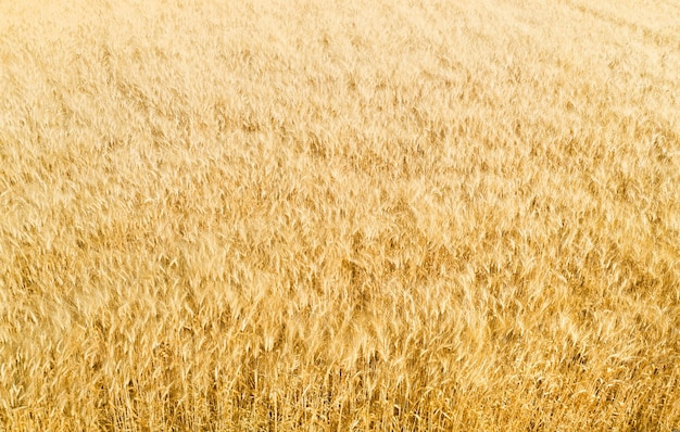 Veld van rijpe gouden gerst met pluizige baarden, abstract natuurlijk patroon, luchtfoto